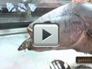 Video 7
